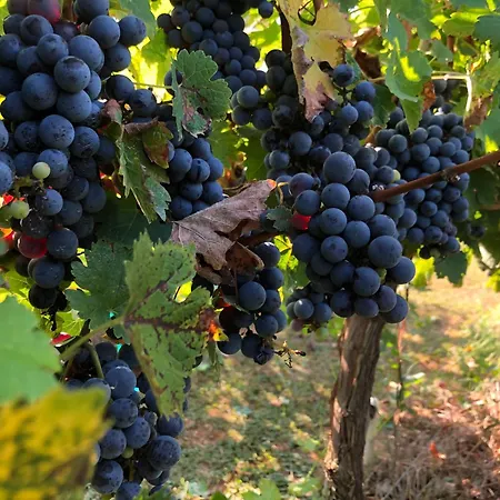 리조트 Borgo Syrah
